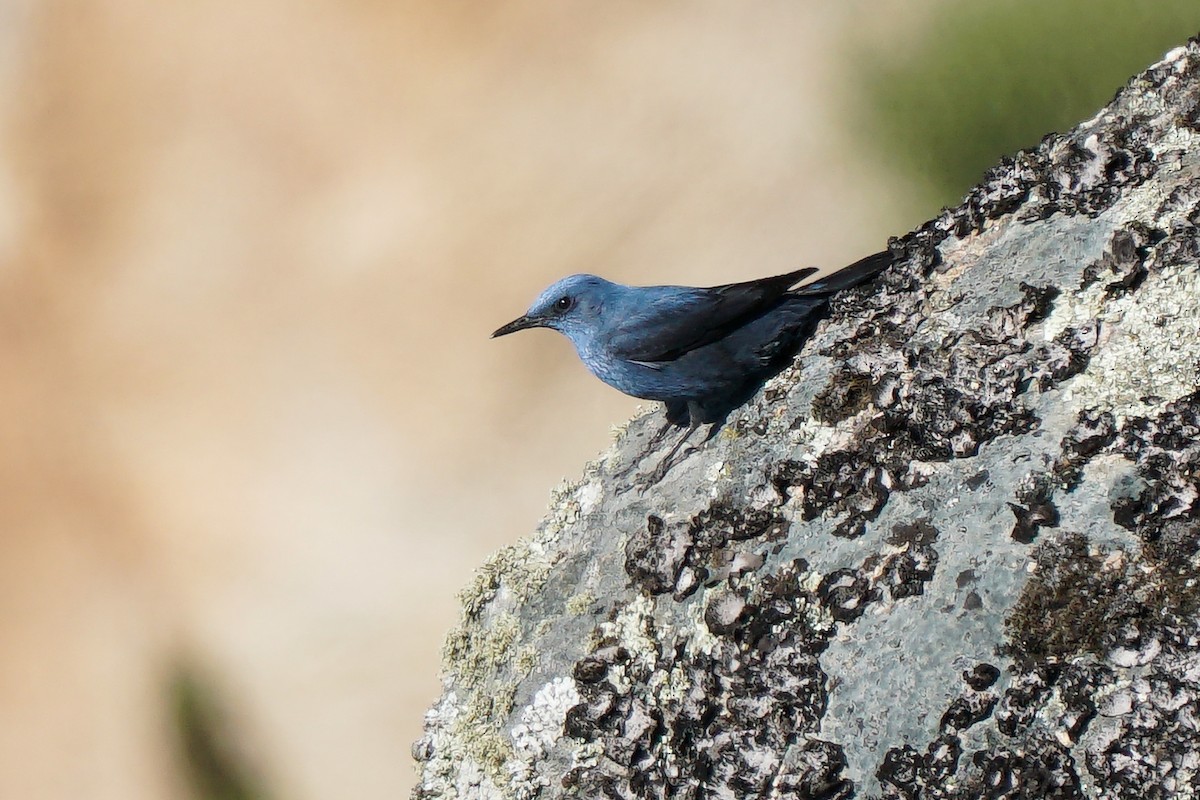 Blue Rock-Thrush - ML326868951