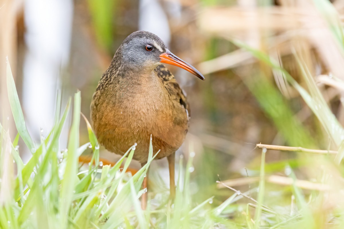 Virginia Rail - Brad Imhoff