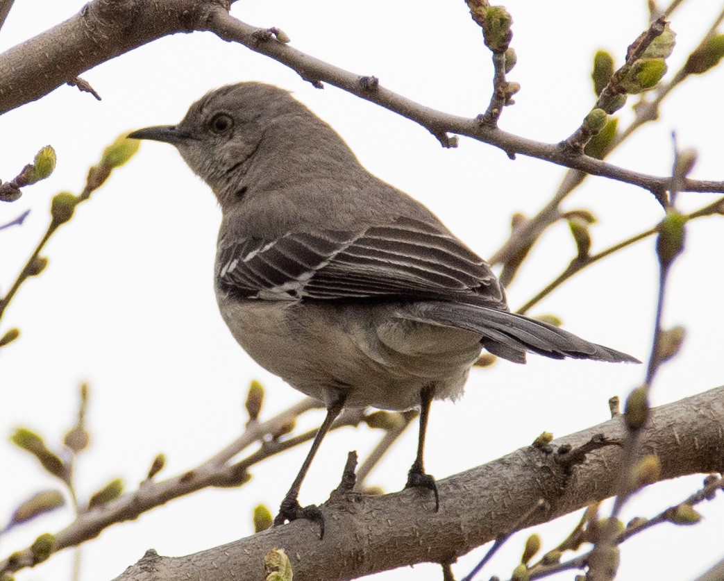 Northern Mockingbird - Megan Taggart