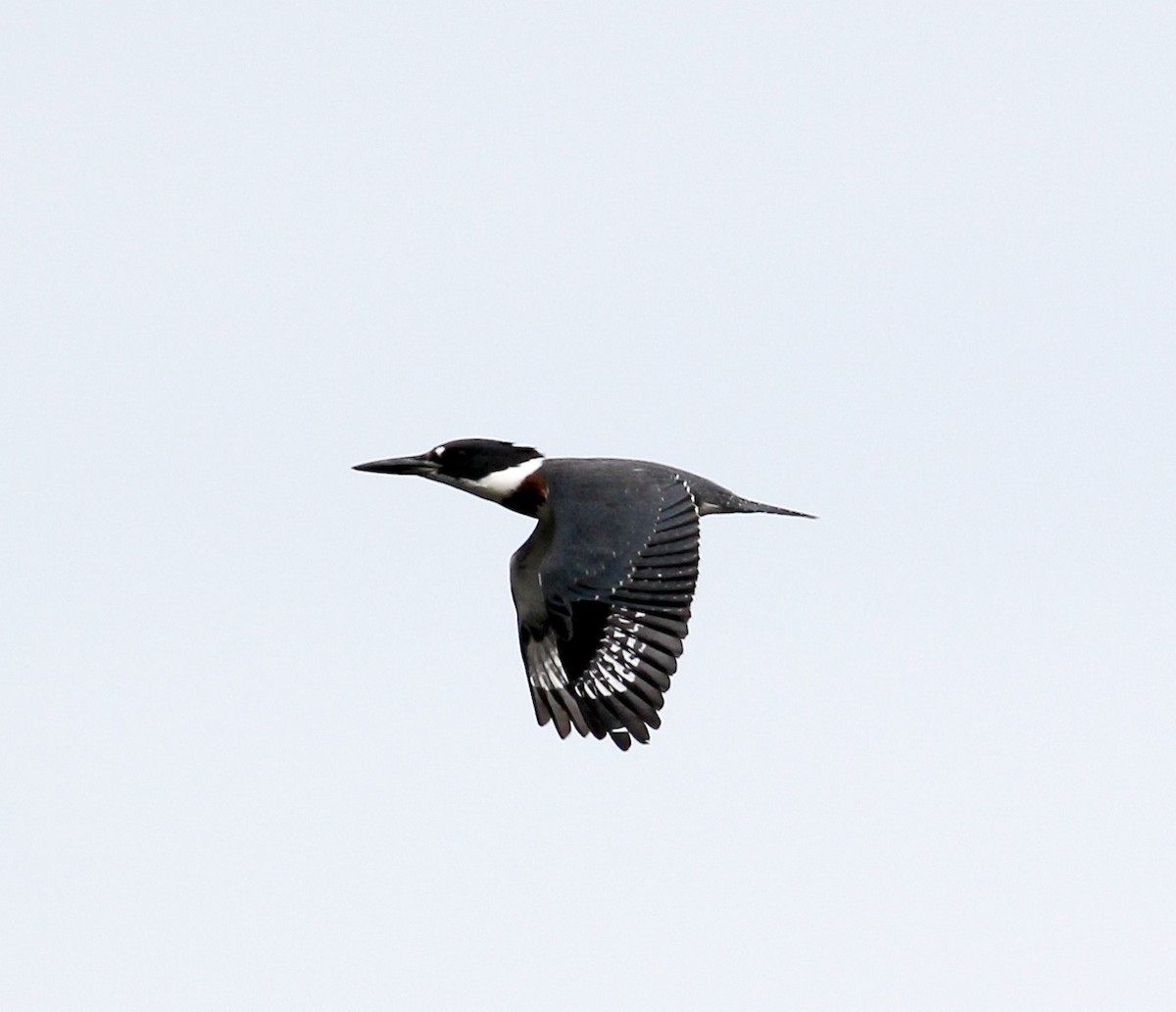 Belted Kingfisher - ML32687261