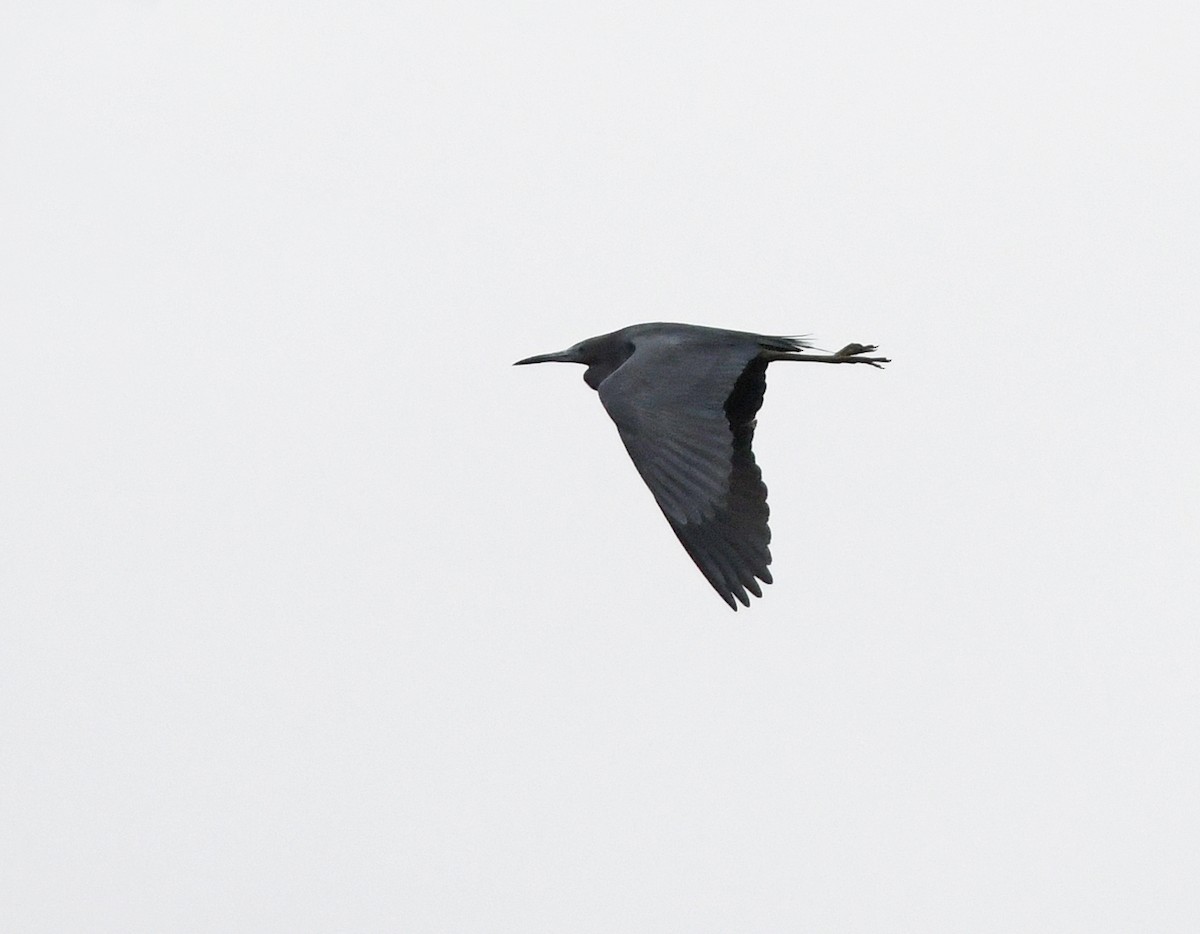 Little Blue Heron - Joshua Vandermeulen