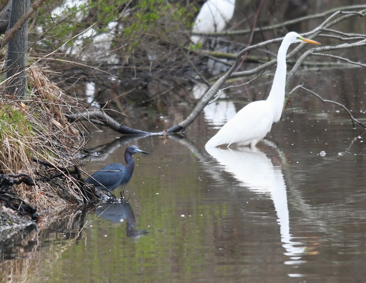 Little Blue Heron - ML326873211