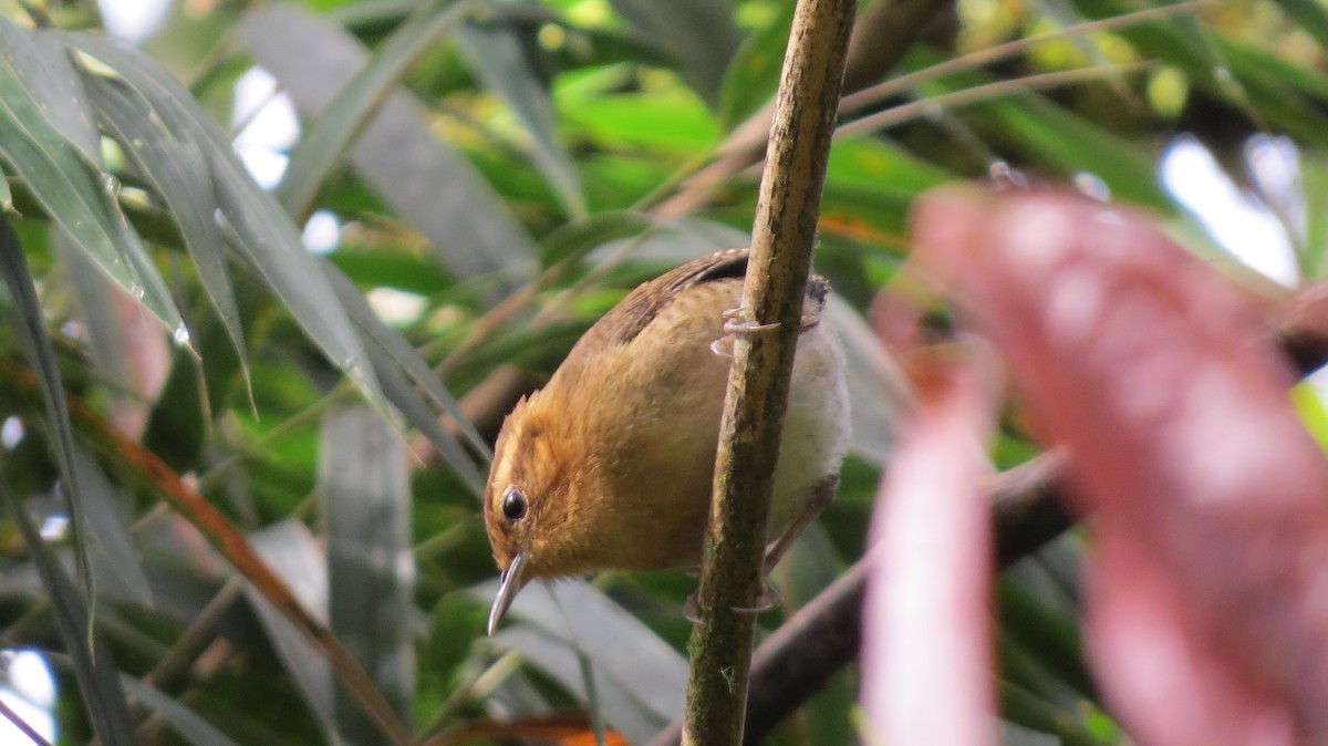 Mountain Wren - ML32687451