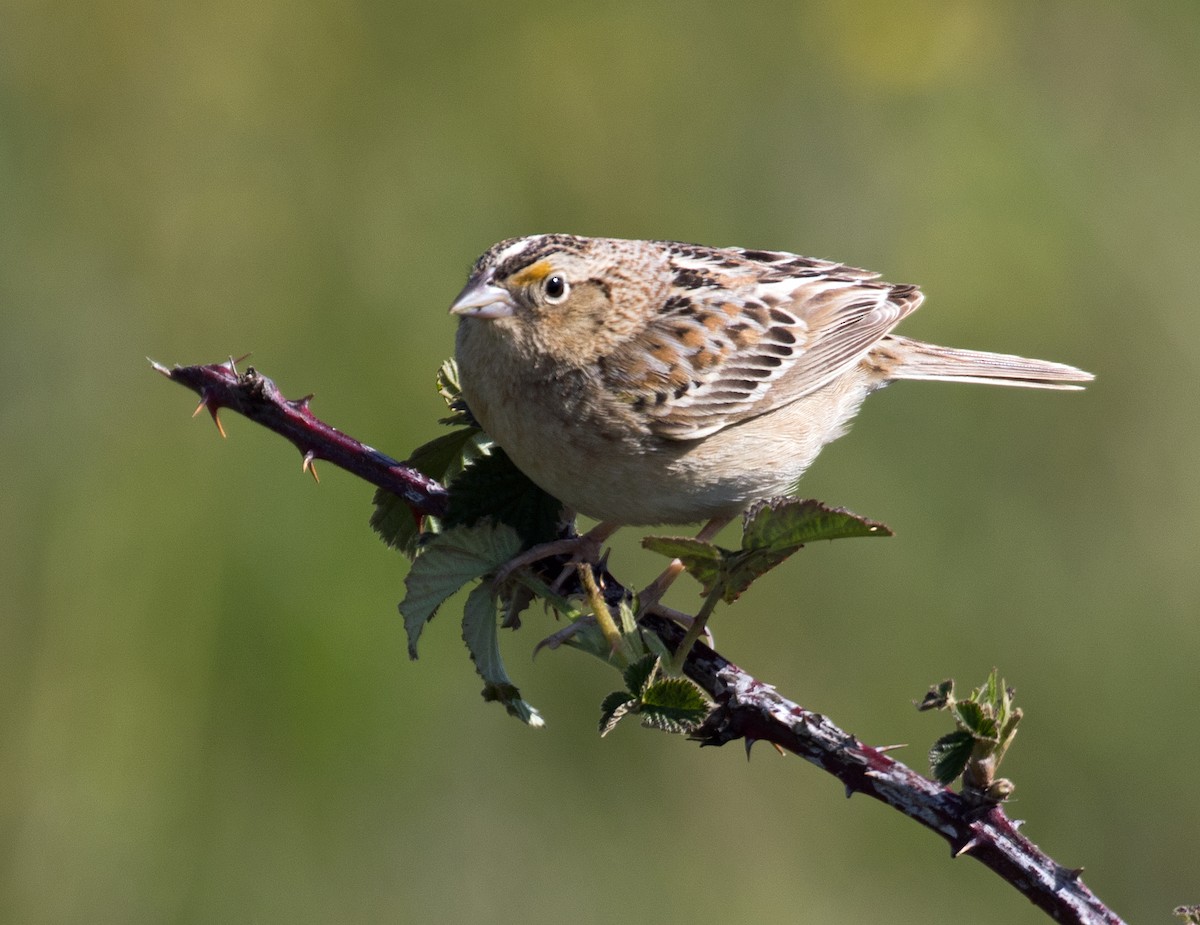Grasshopper Sparrow - ML326876171