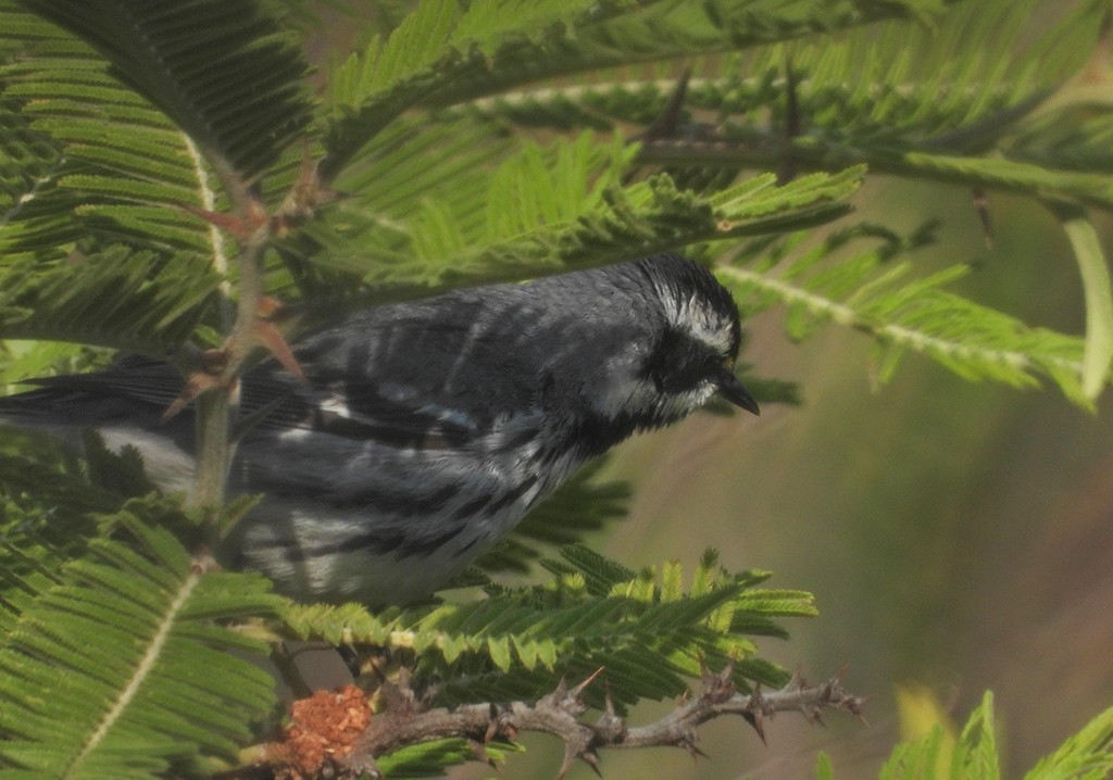 Black-throated Gray Warbler - ML326876901