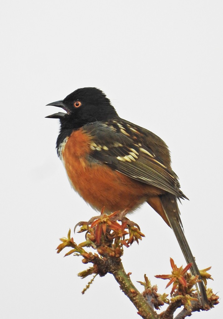 Spotted Towhee (maculatus Group) - ML326876991