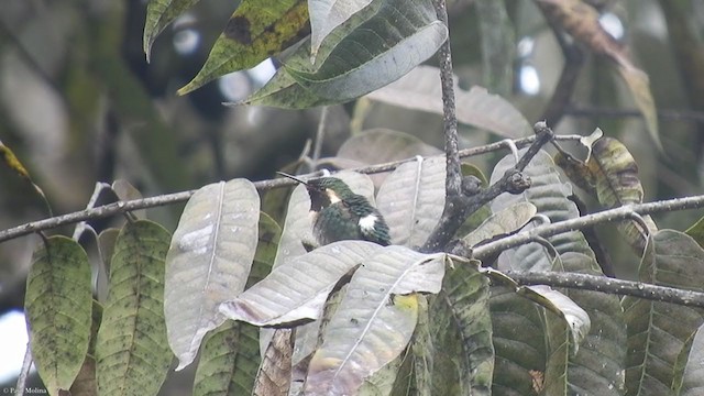 Colibri bourdon - ML326877121