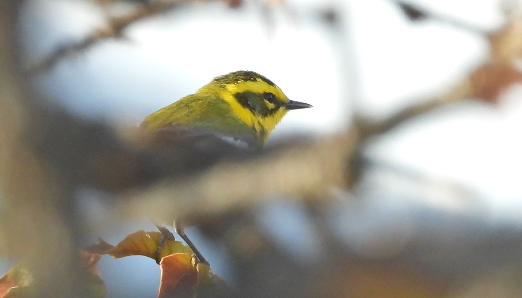 Townsend's Warbler - ML326877241