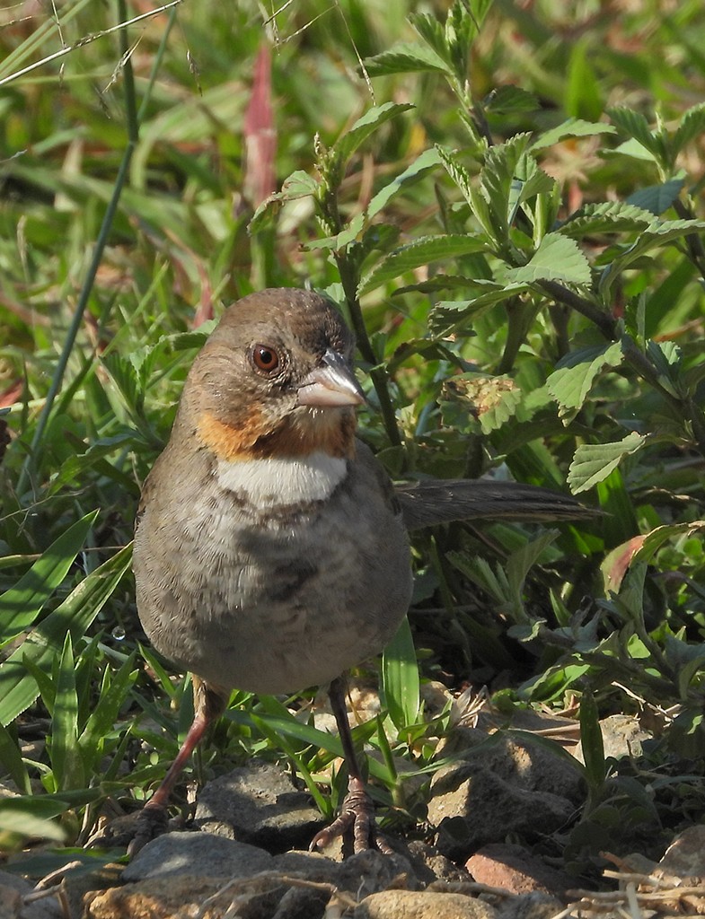 White-throated Towhee - ML326877291