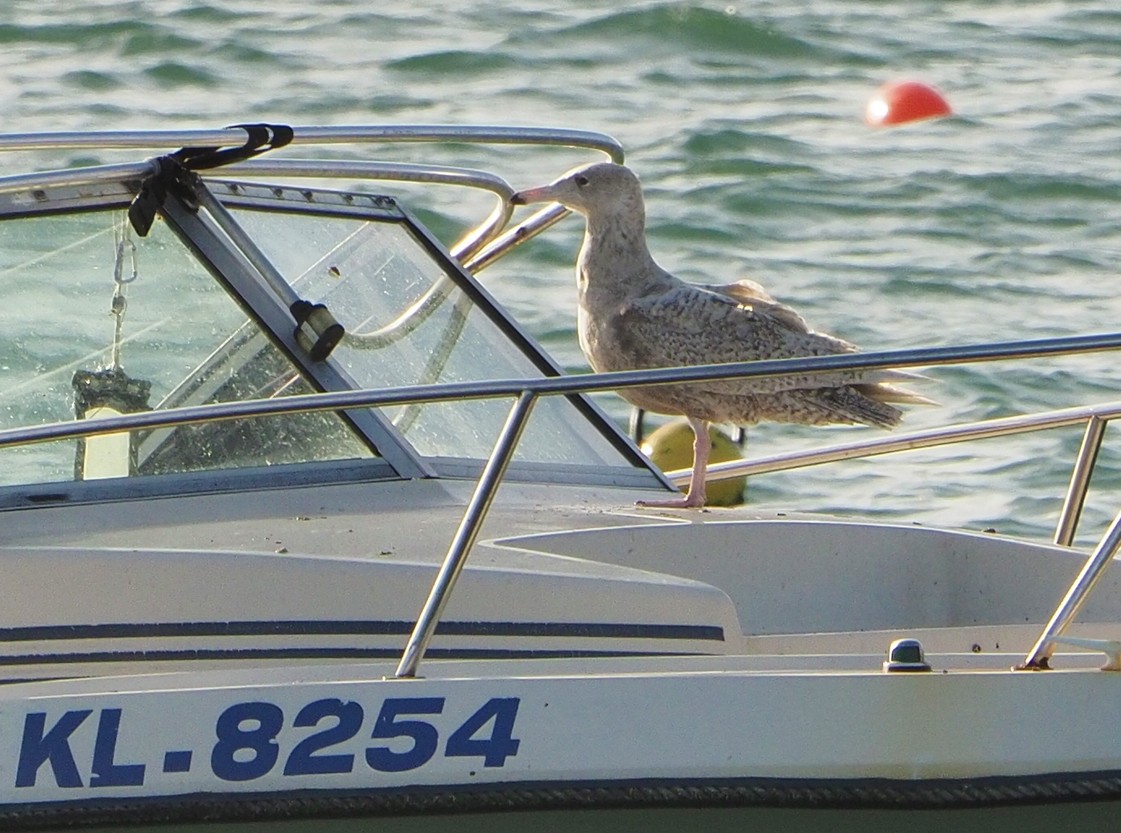 Glaucous Gull - ML326879071