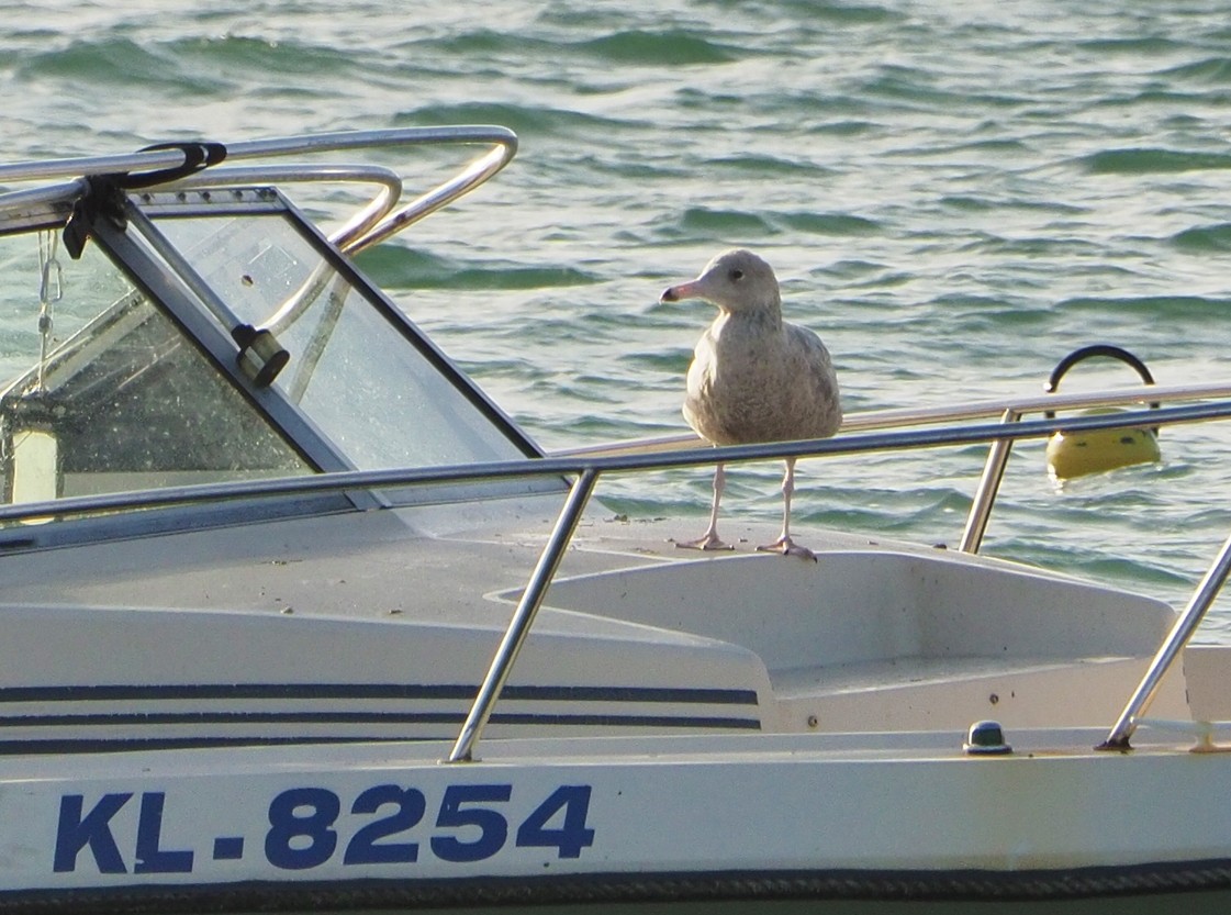 Glaucous Gull - ML326879091