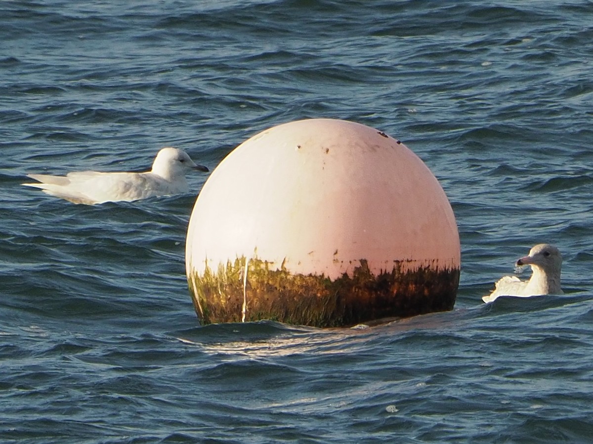 Glaucous Gull - ML326879101