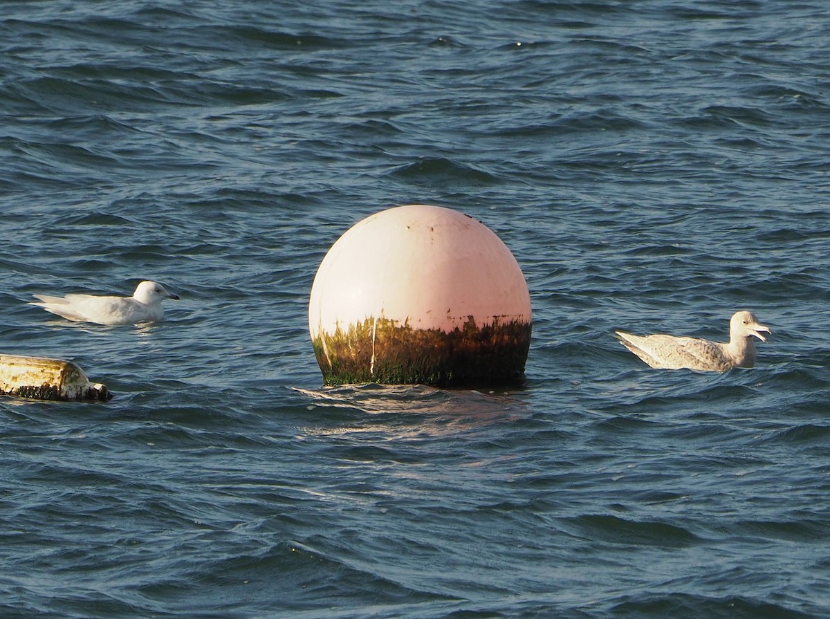 Glaucous Gull - Brian Carruthers