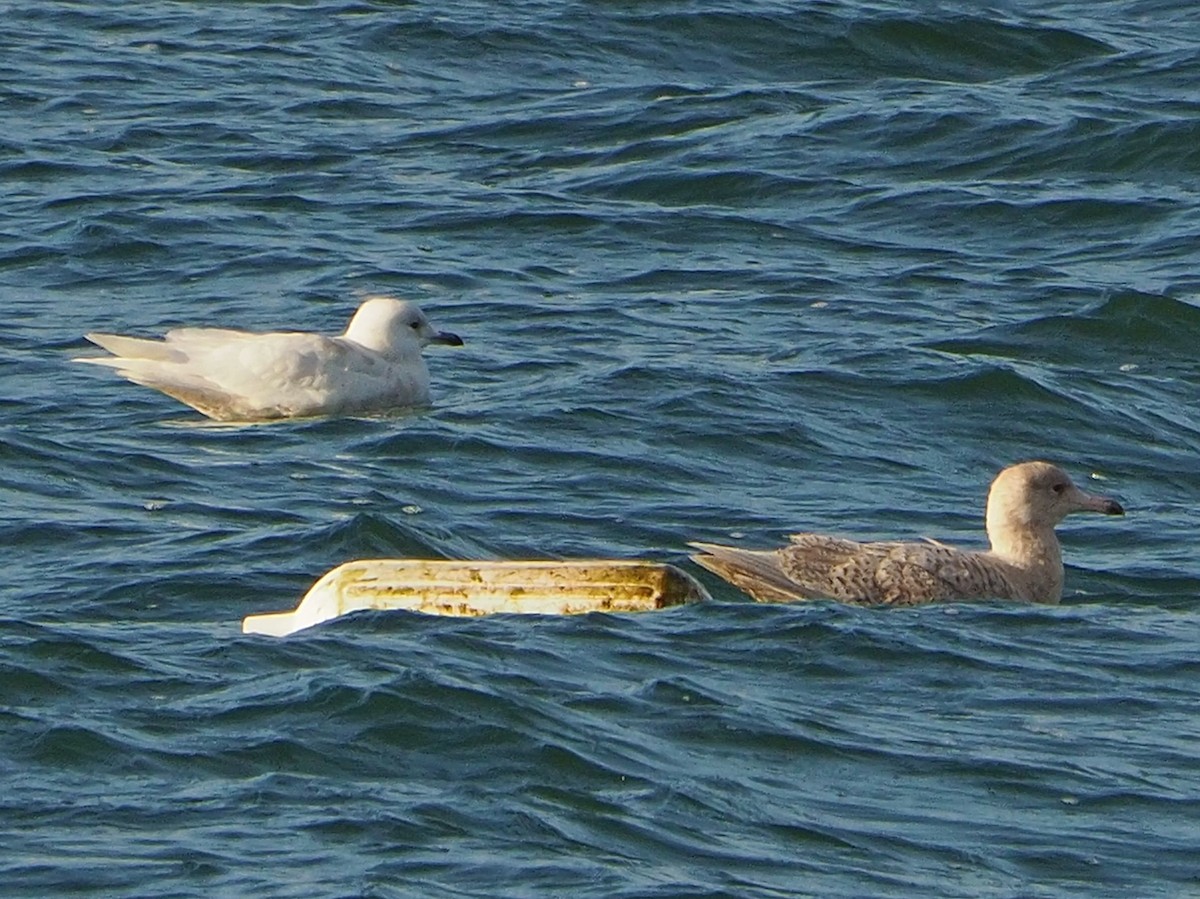 Glaucous Gull - ML326879131