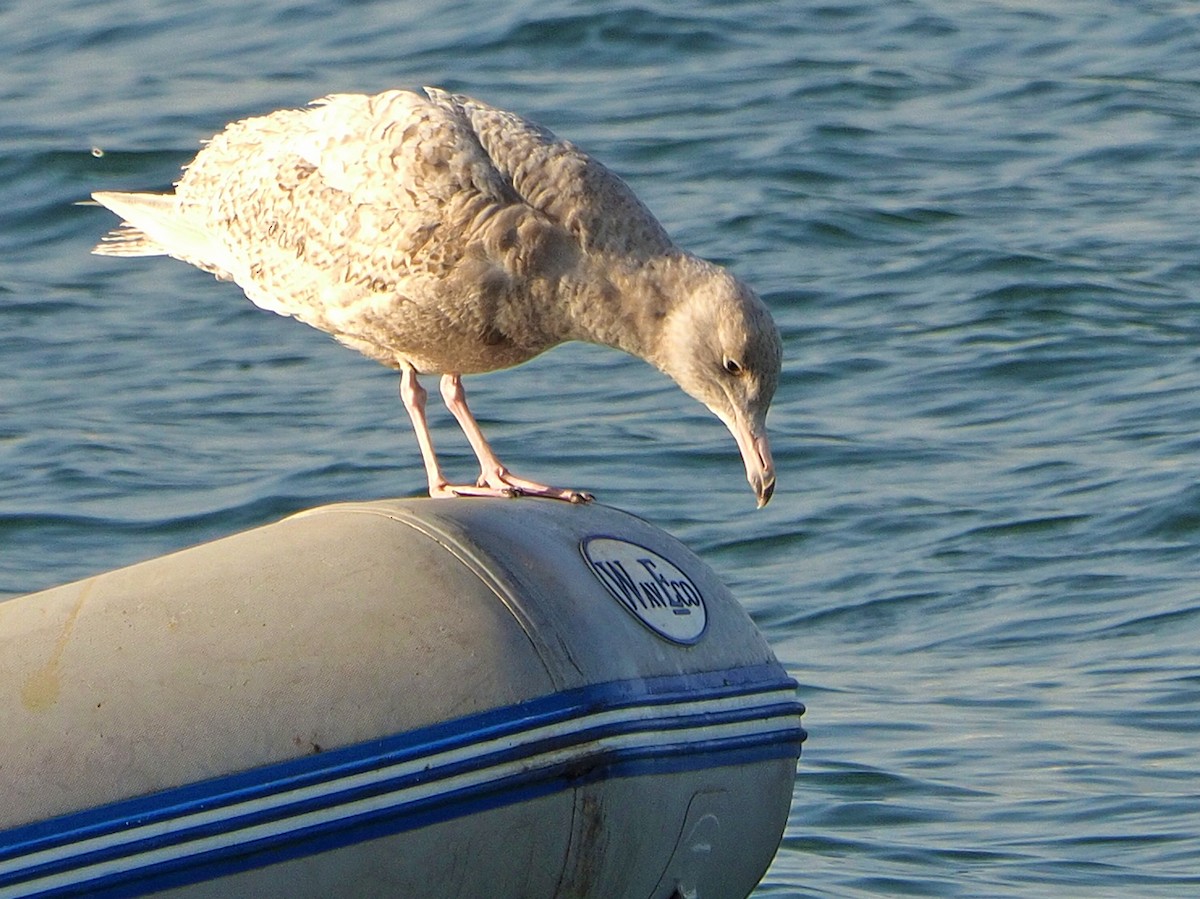 Glaucous Gull - ML326879141