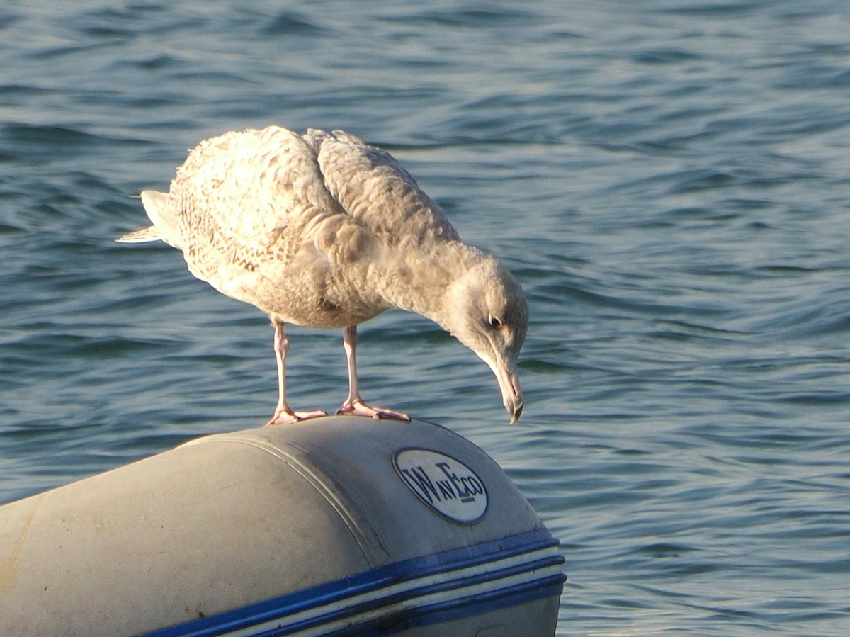 Glaucous Gull - ML326879161