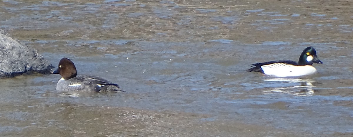 Common Goldeneye - Richard and Janice Drummond