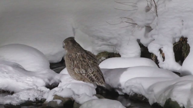 Blakiston's Fish-Owl - ML326886601