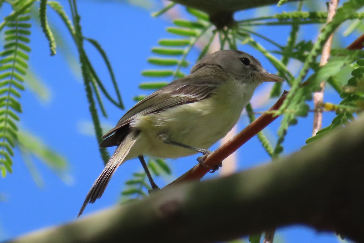 Bell's Vireo - Susan Benedict