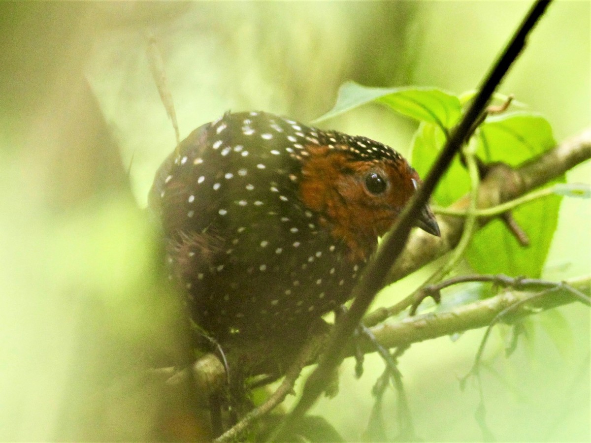 Ocellated Tapaculo - David Wittrock