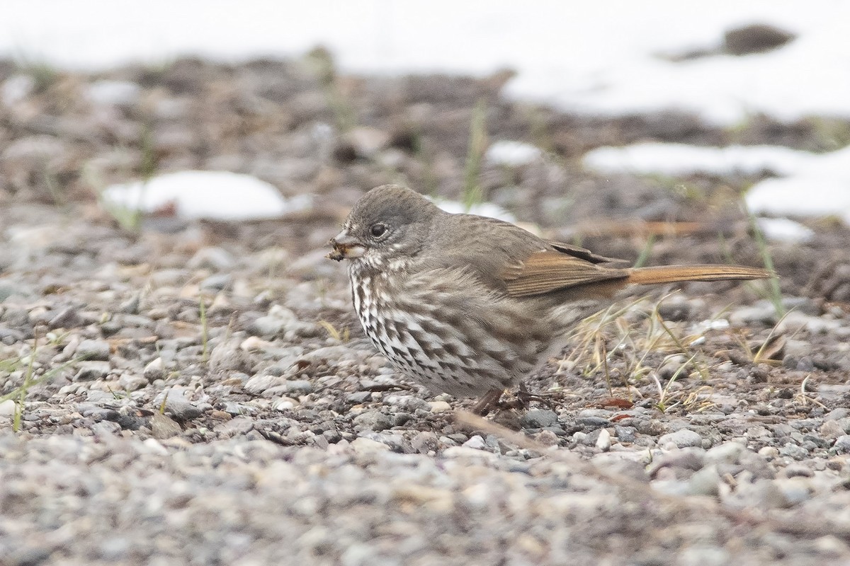 Fox Sparrow (Slate-colored) - ML326890621