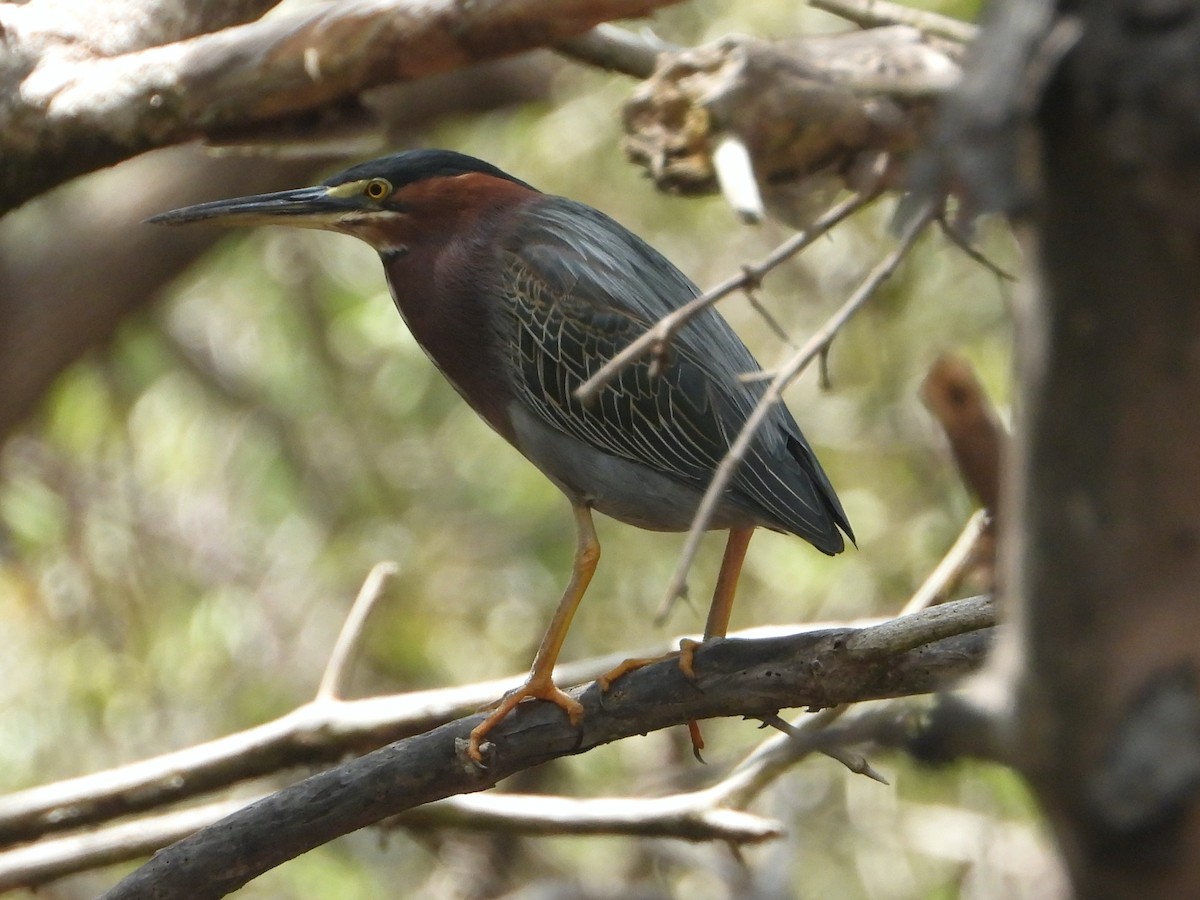 Green Heron - ML326890881