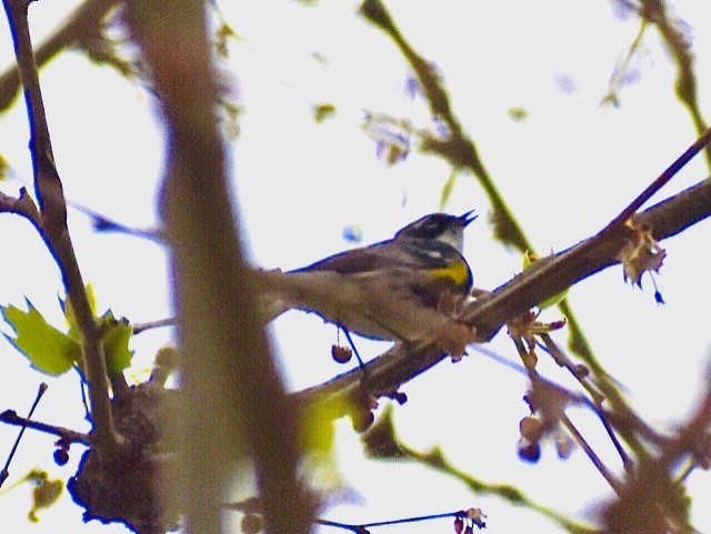 Yellow-rumped Warbler - ML326891171