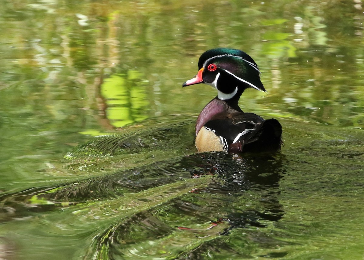 Wood Duck - ML326892021