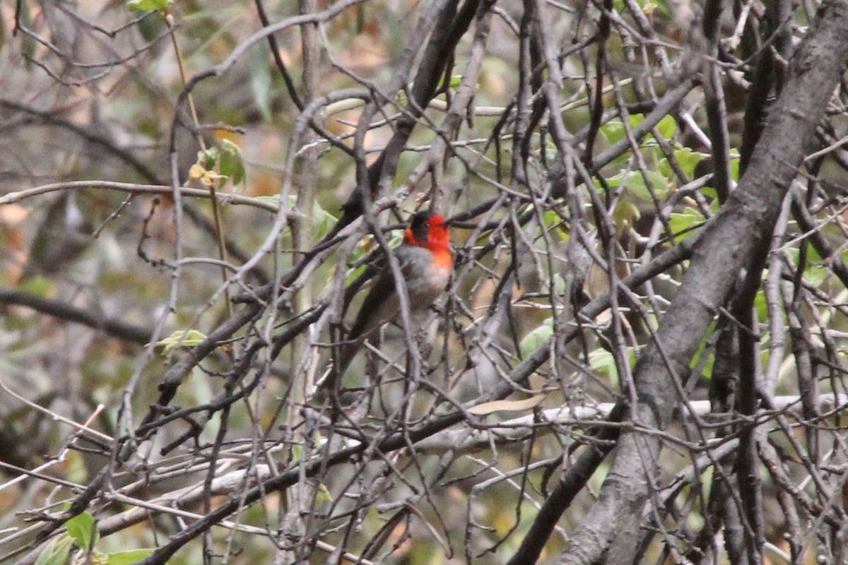 Red-faced Warbler - ML326892061