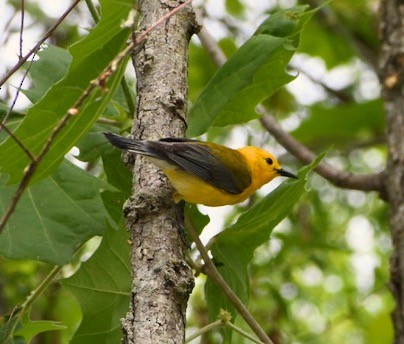 Prothonotary Warbler - ML326892111