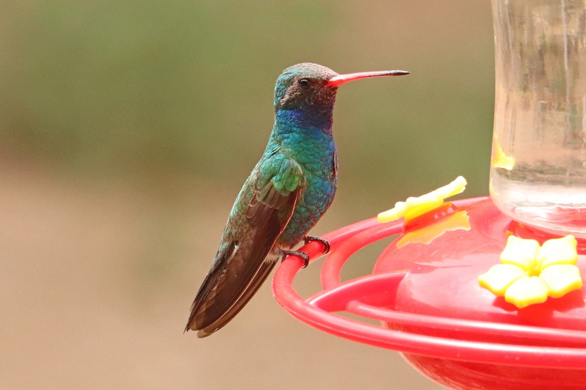 Colibrí Piquiancho Común - ML326893371