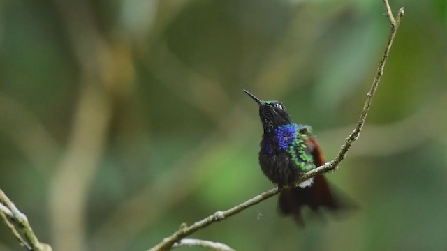 Colibri à gorge grenat - ML326894651