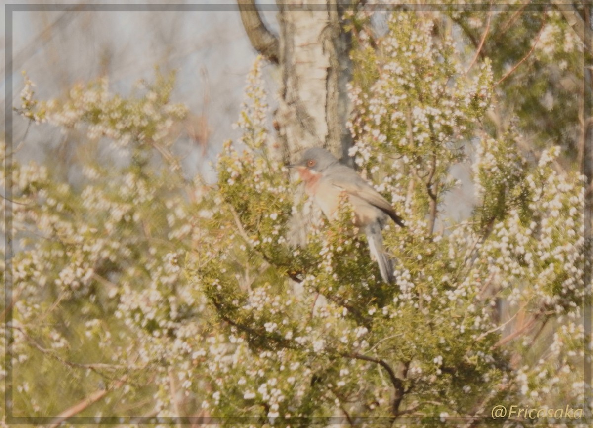 Curruca Carrasqueña Oriental - ML326895921