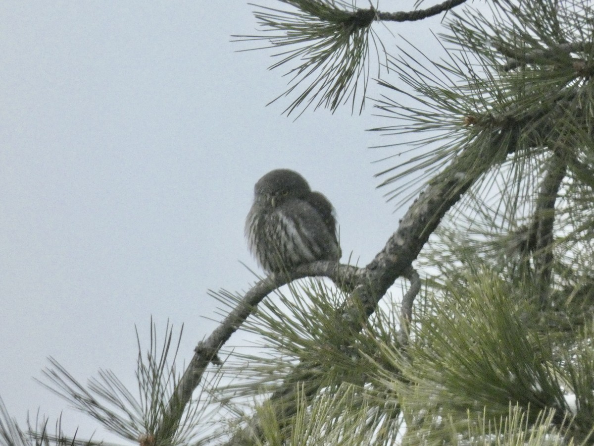 Northern Pygmy-Owl - Sally Waterhouse