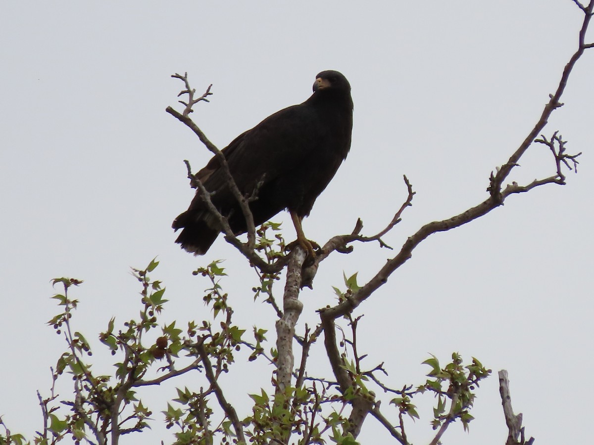 Common Black Hawk - Anne (Webster) Leight