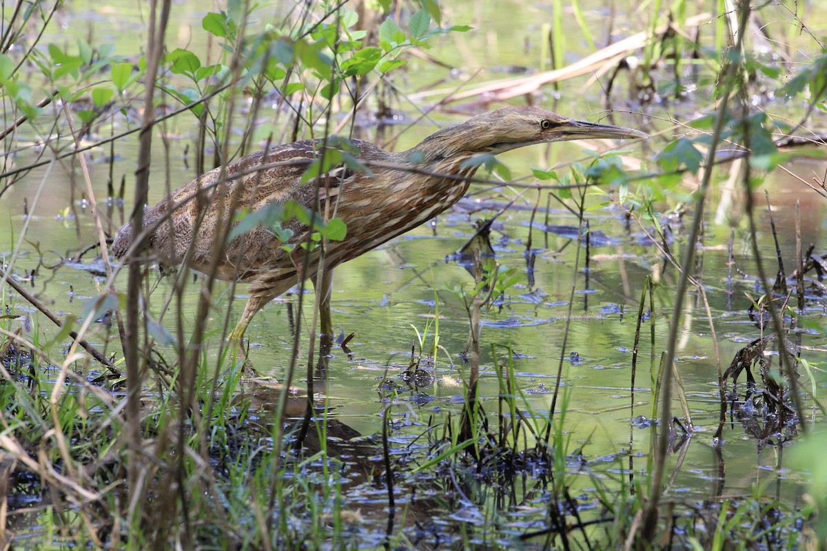 American Bittern - ML326896611