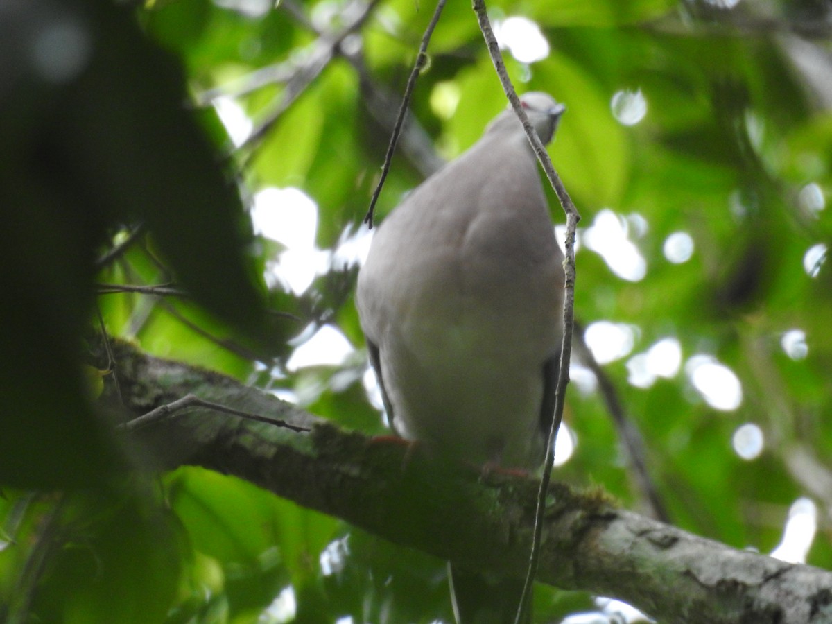 Caribbean Dove - Eric  Tut Bird Guide