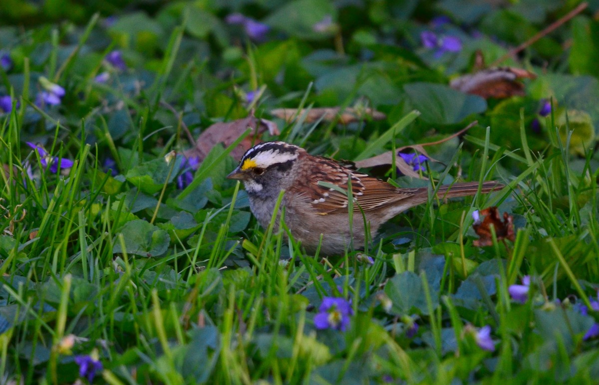 White-throated Sparrow - ML326898781
