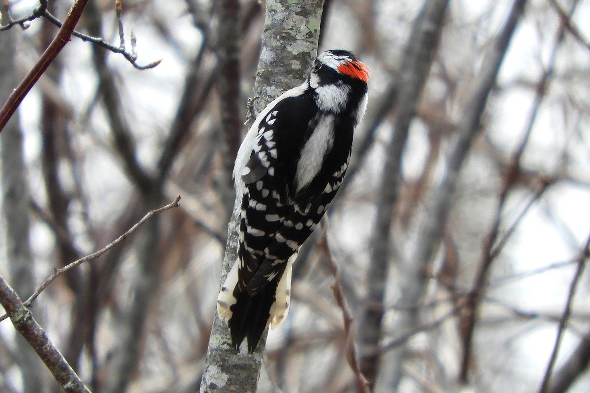 Downy Woodpecker - Sandi Keereweer