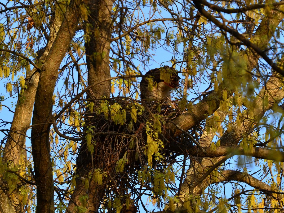 Rotschwanzbussard - ML326898841