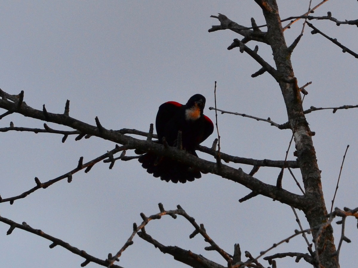 Red-winged Blackbird - ML326898851
