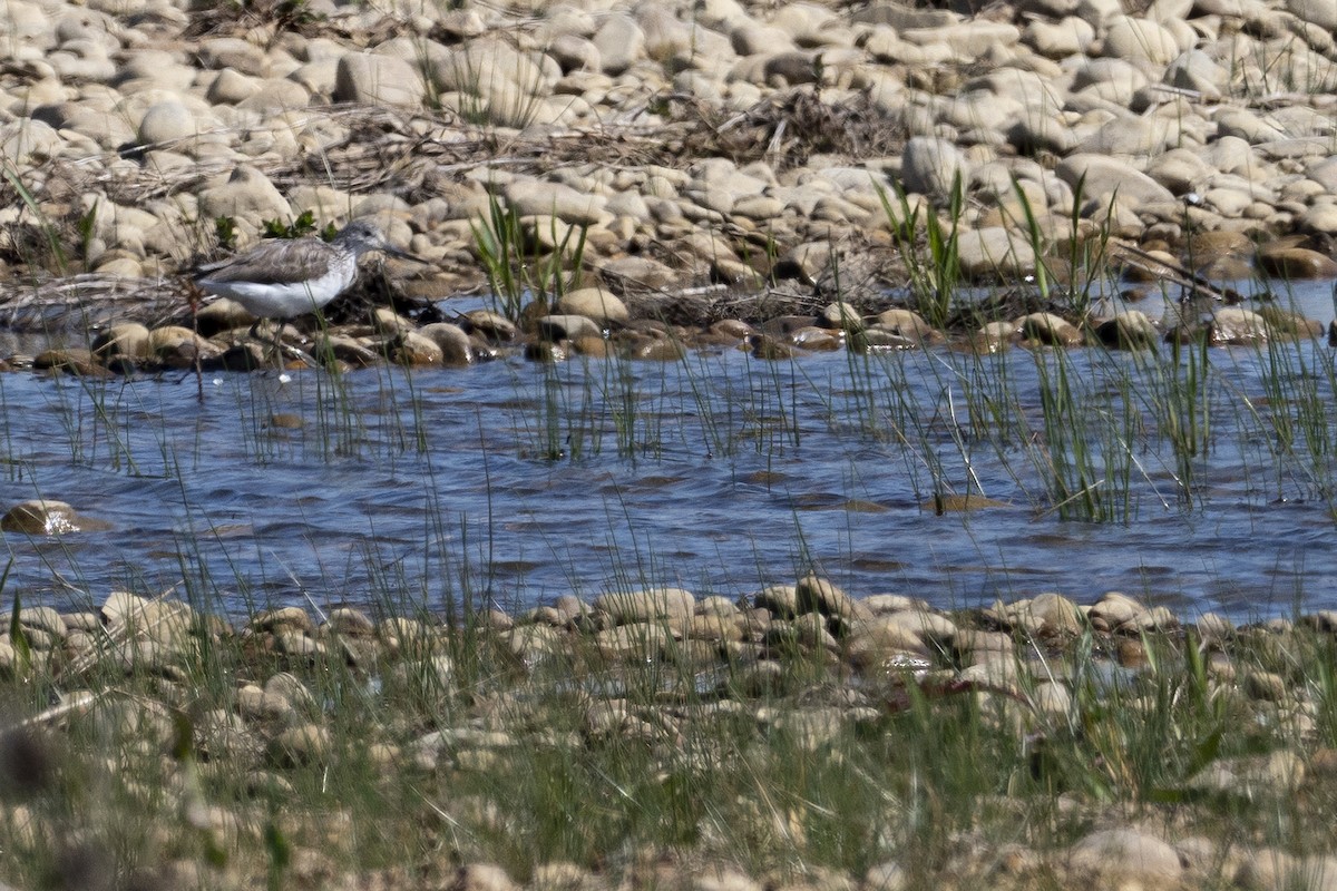 Common Greenshank - ML326899631