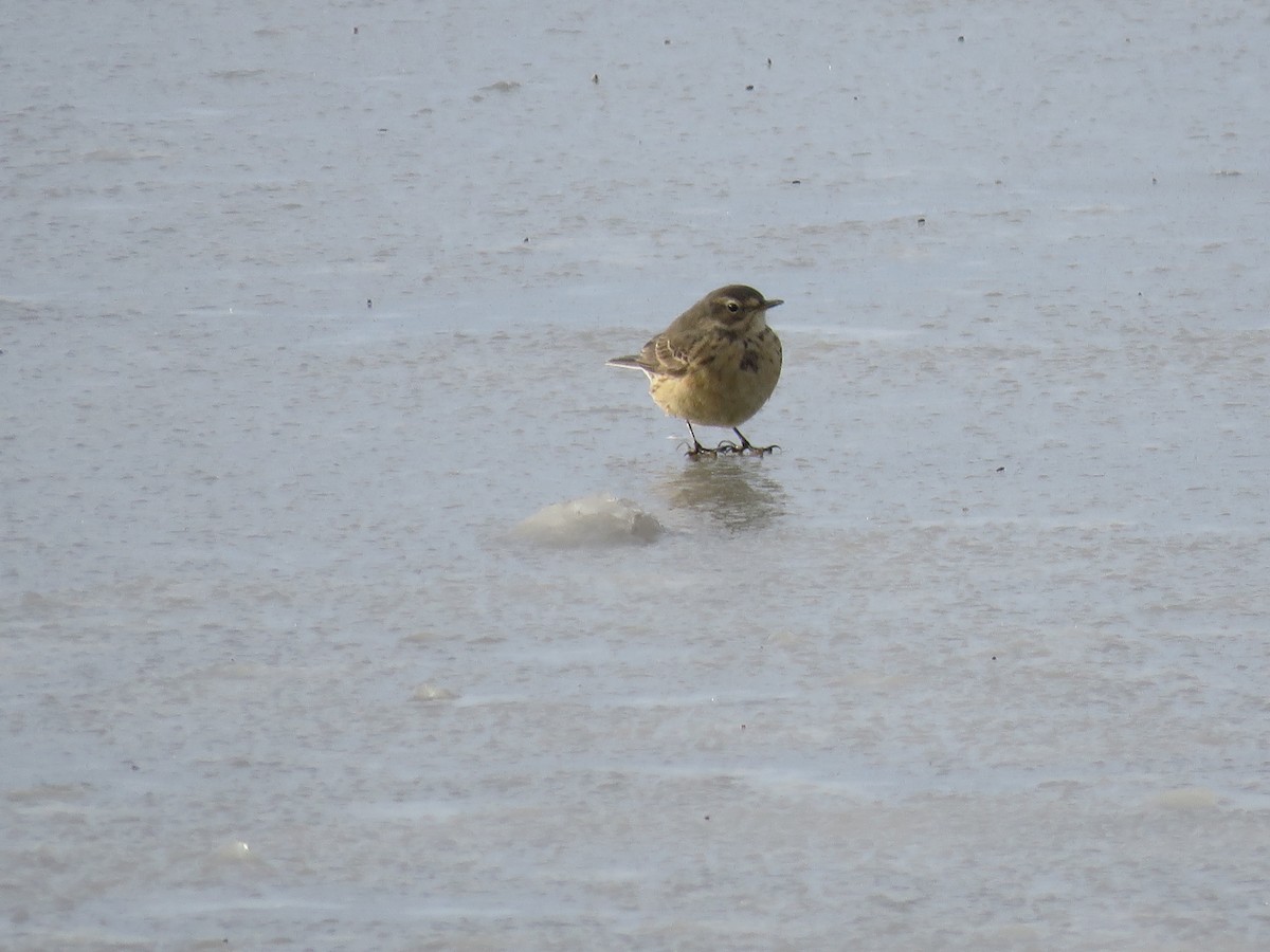 American Pipit - ML326901031