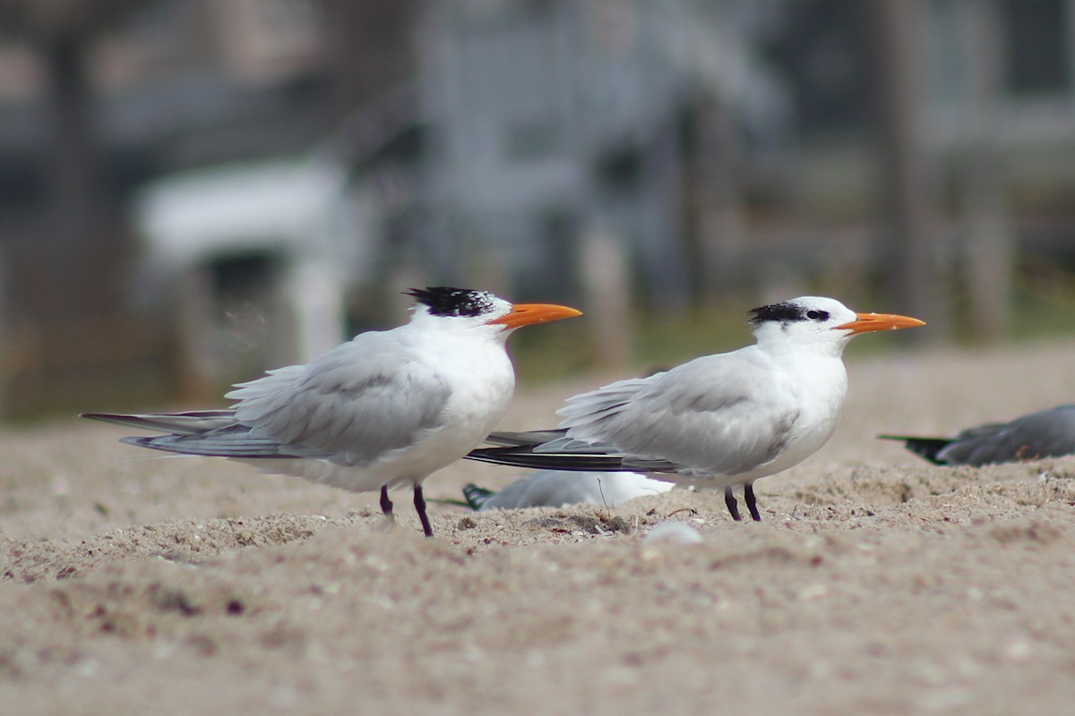 Royal Tern - ML326901381