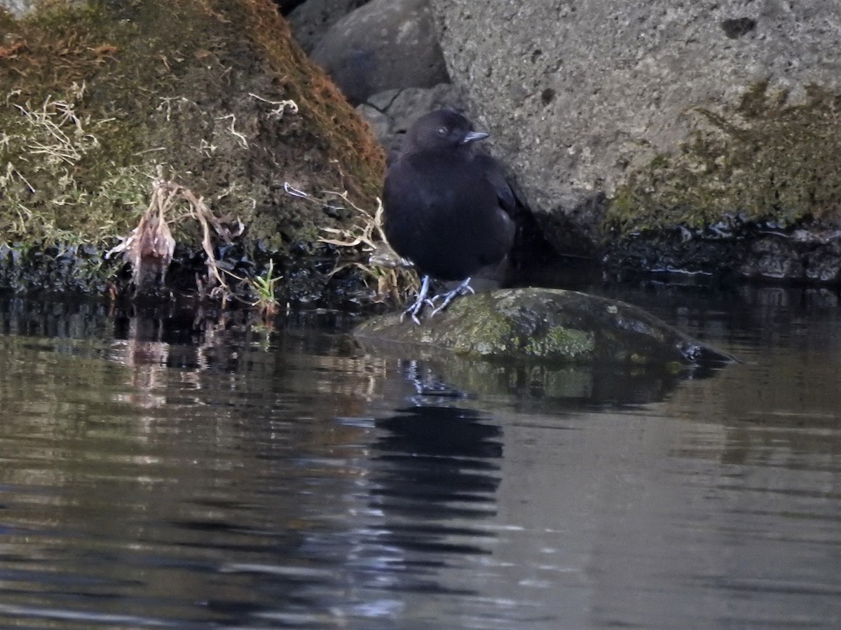 Brown Dipper - Oscar Gutiérrez