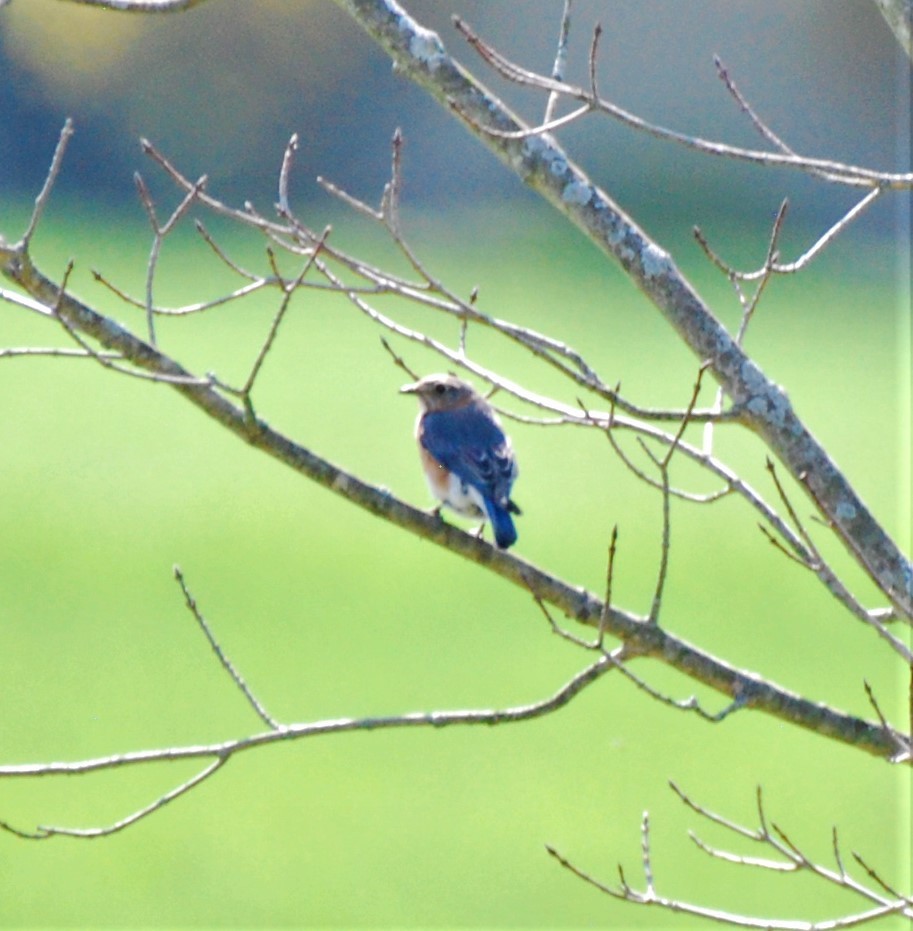 Eastern Bluebird - ML326901591