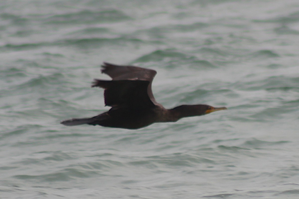 Double-crested Cormorant - ML326901641