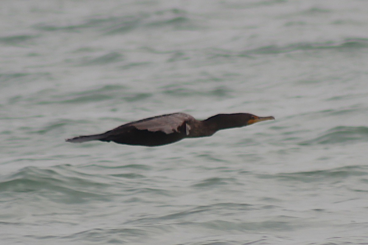 Double-crested Cormorant - ML326901671