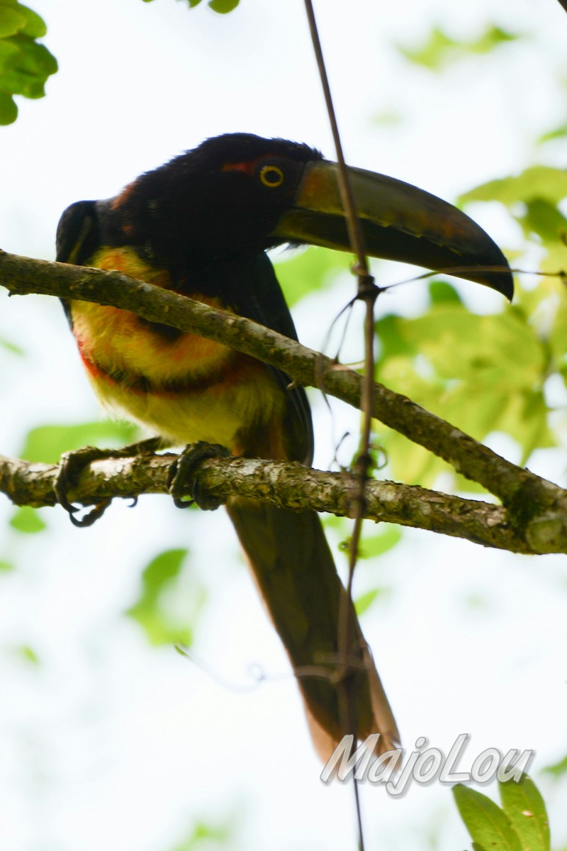 Collared Aracari - Maria Jose Lou