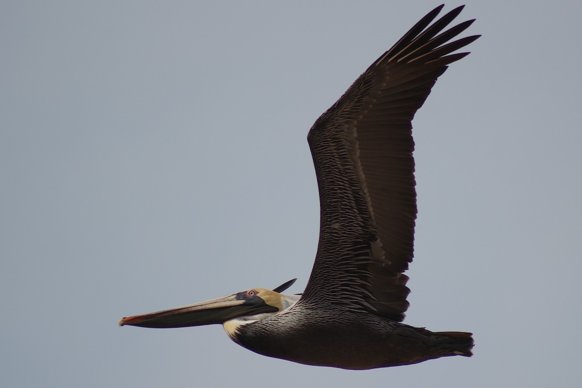 Brown Pelican - ML326901881